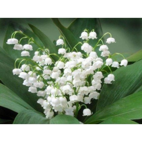 Landyshi Flowers Painting Kit