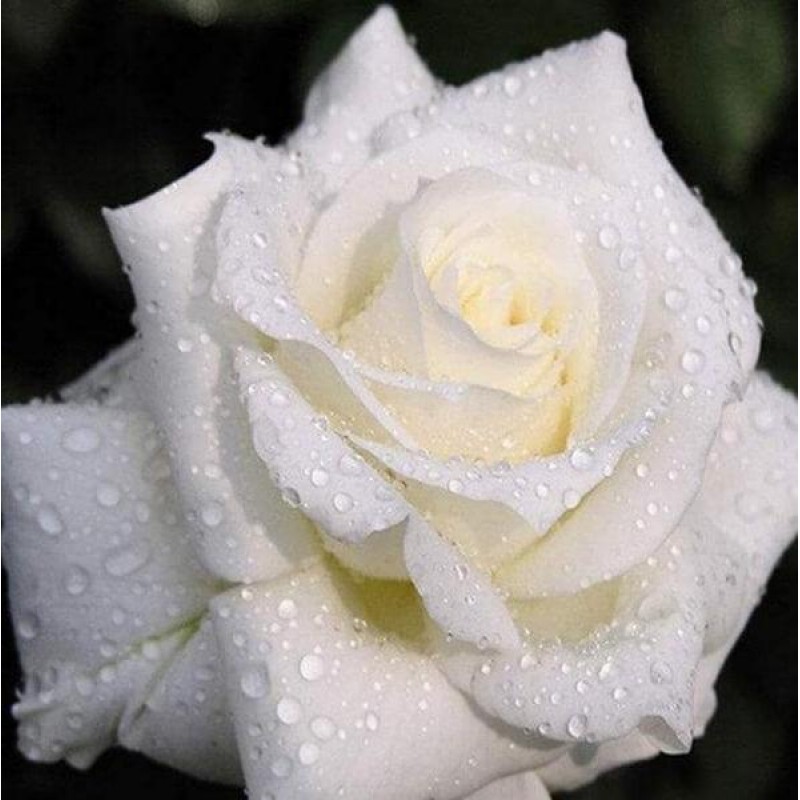 White Rose with Dew ...