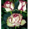 White Roses with Red Tips