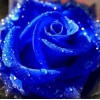 Diamond Blue Rose