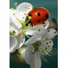 Lady Bug & White Flowers