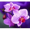 Purple Orchids Diamond Painting Kit