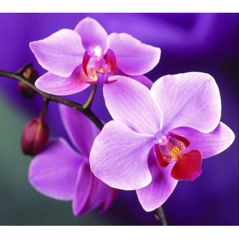 Purple Orchids Diamond Painting Kit