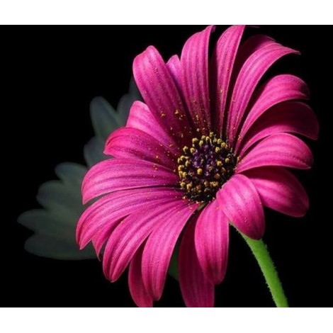 Pink Daisy DIY Painting Kit