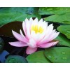 Lotus Flower Diamond Painting