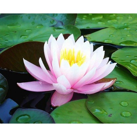 Lotus Flower Diamond Painting
