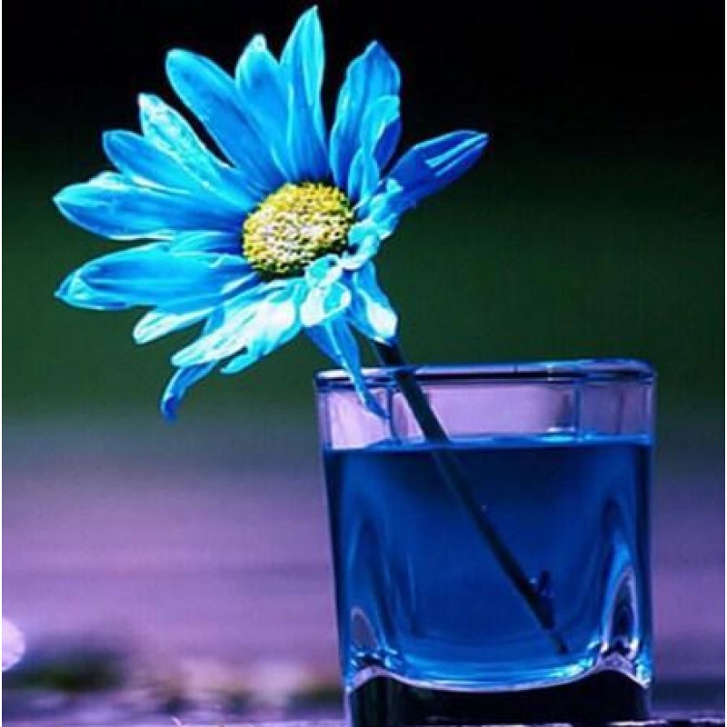 Blue Daisy in Glass