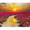 Sunset & Flower Fields