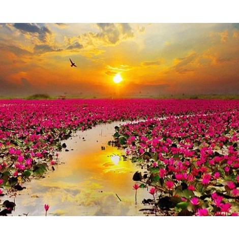Sunset & Flower Fields