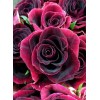 Dark Red Roses Diamond Painting