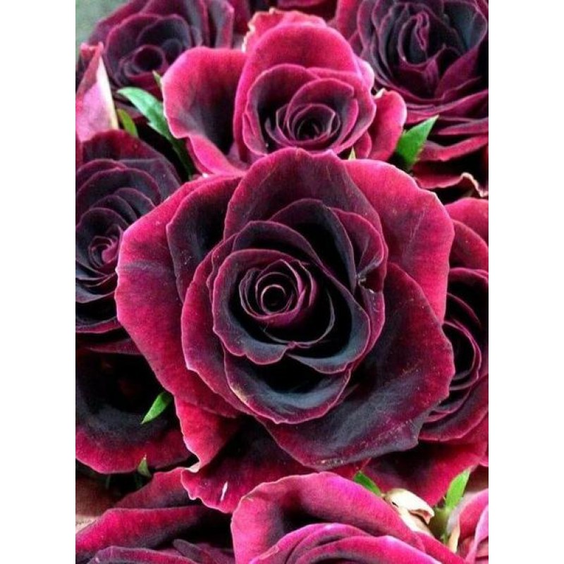 Dark Red Roses Diamo...