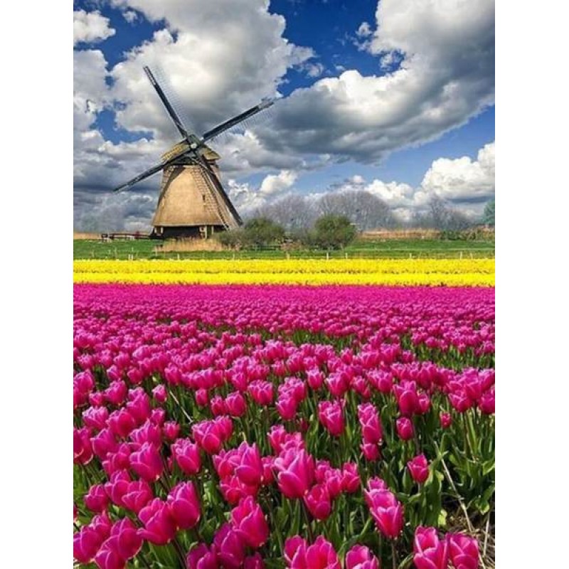 Tulip Garden & W...