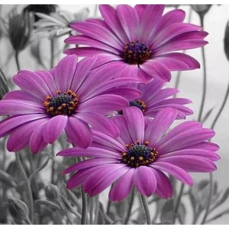 Purple Gerber Daisie...