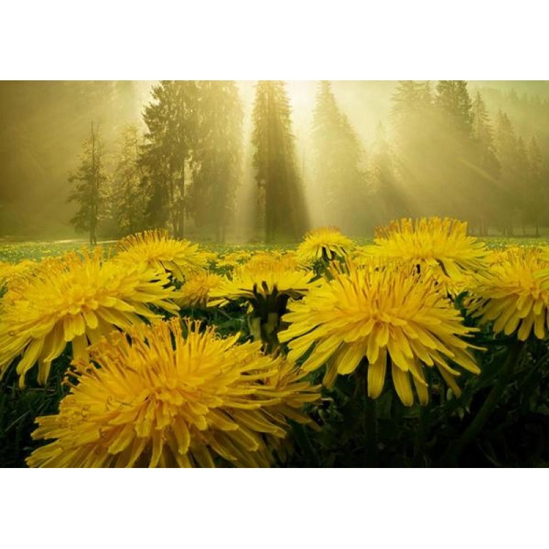 Sunshines on Sun Flo...