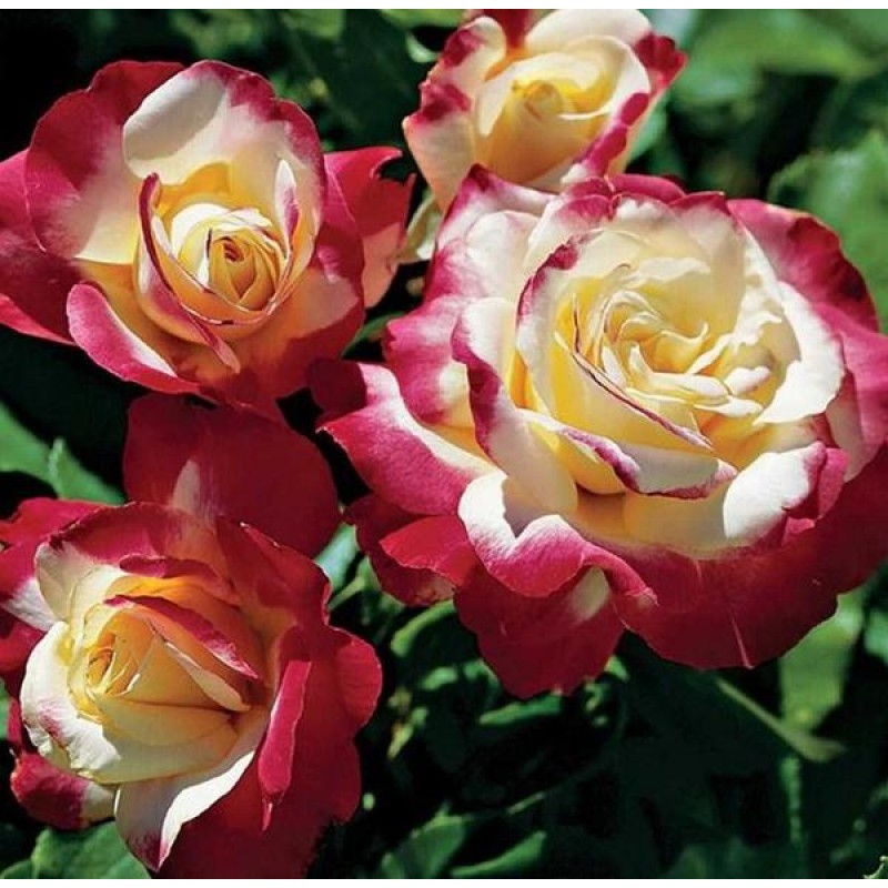 Gorgeous Roses Diamo...
