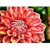 Close up Dahlia Flower Diamond Painting