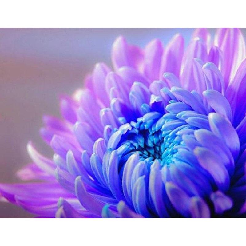 Chrysanthemum Flower...