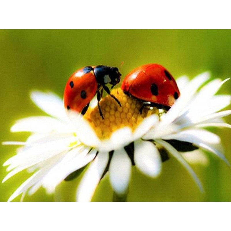 Ladybirds and Flower