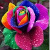 Rainbow Flower Diamond Painting