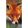Red Fox Looking Toward the Target