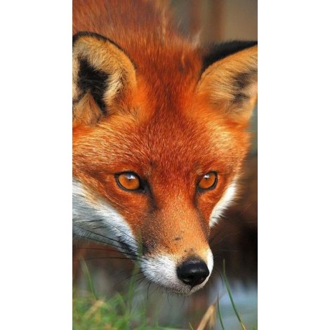 Red Fox Looking Toward the Target