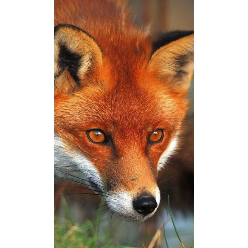 Red Fox Looking Towa...