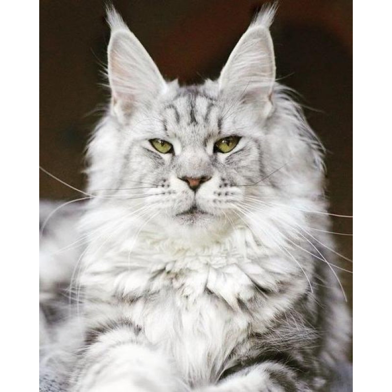 Long haired Cat