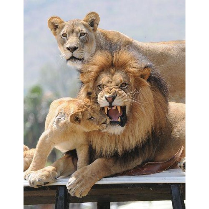Lion cub with Mom