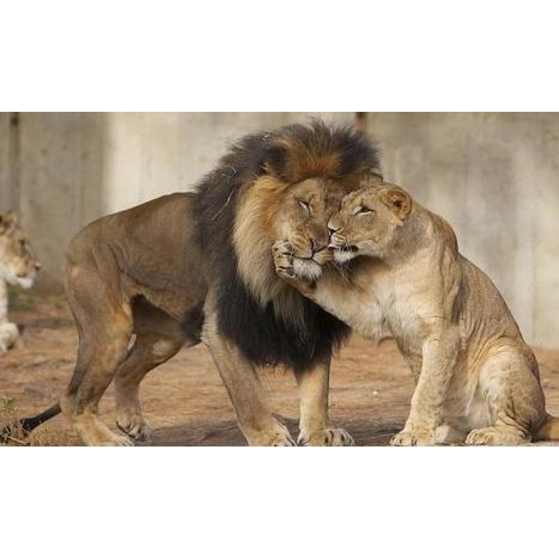 Lion & Lioness L...