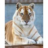 Golden Tiger