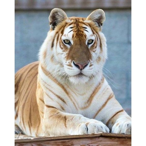 Golden Tiger