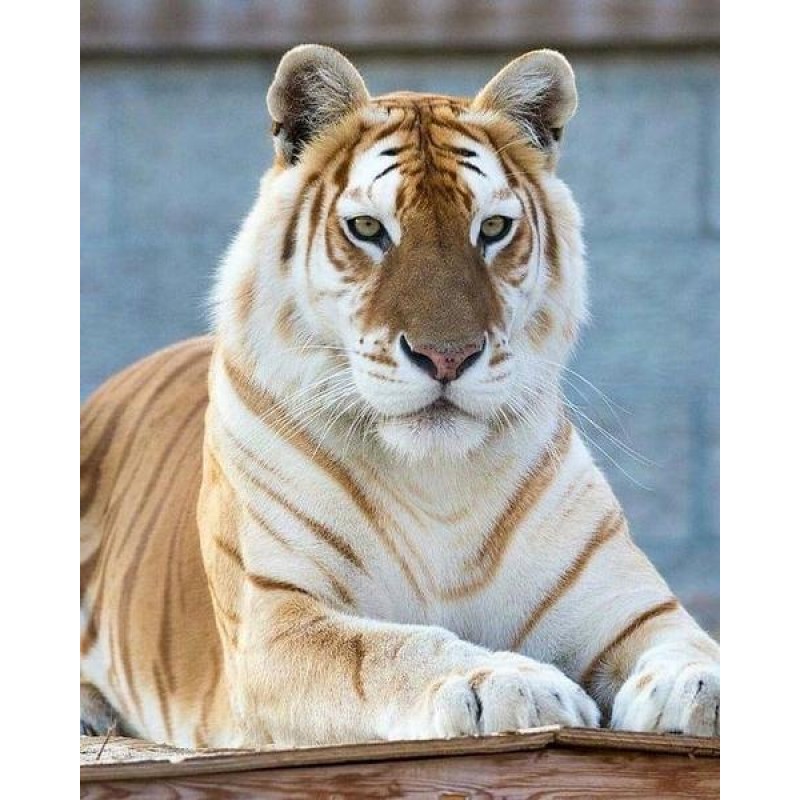 Golden Tiger