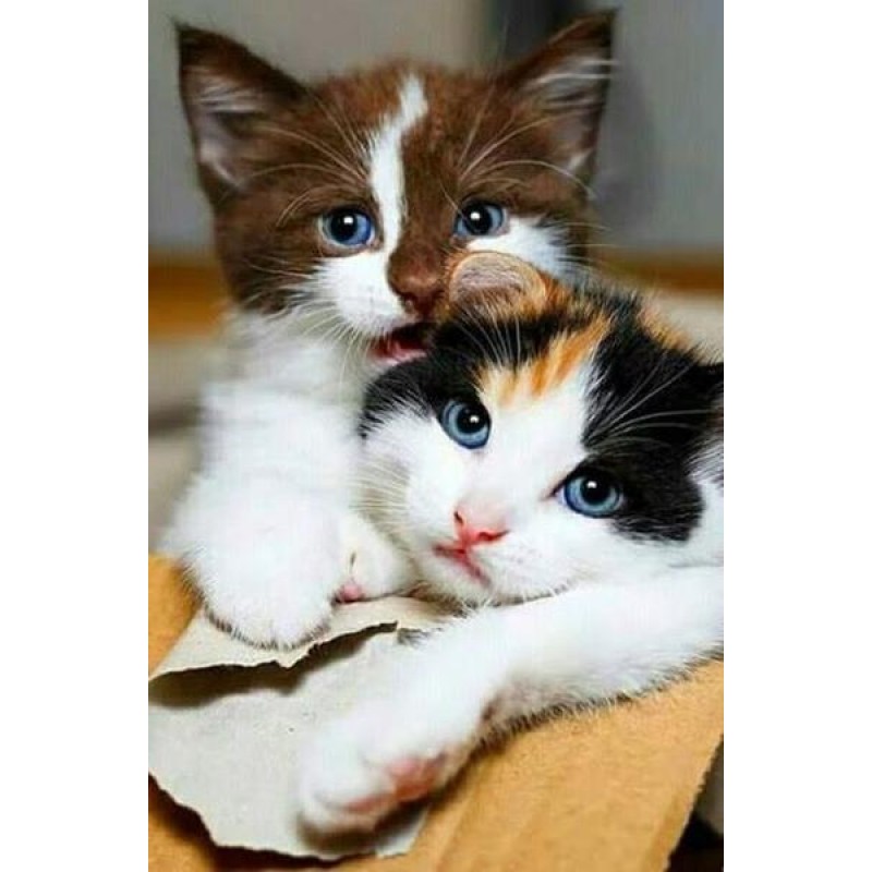 Cute Cats Couple