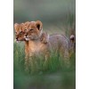 Cute Lion Cubs