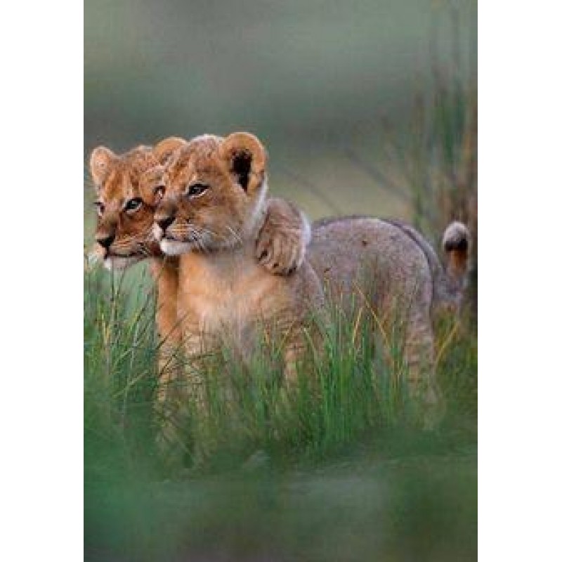 Cute Lion Cubs