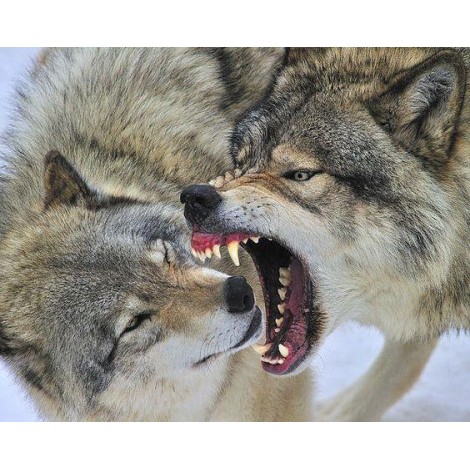 Fighting Wolves