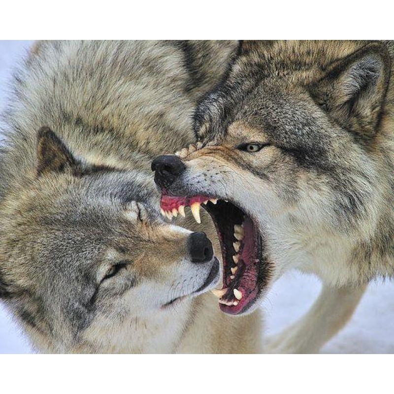 Fighting Wolves