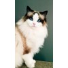 Cat with Blue eyes