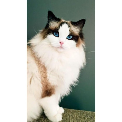 Cat with Blue eyes
