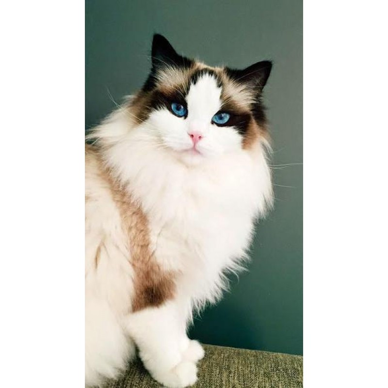 Cat with Blue eyes
