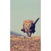 Cheetah Running