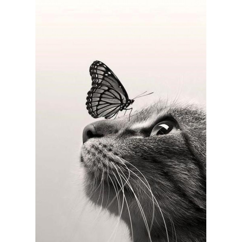 Cat & Butterfly ...