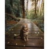 Cat on Adventure