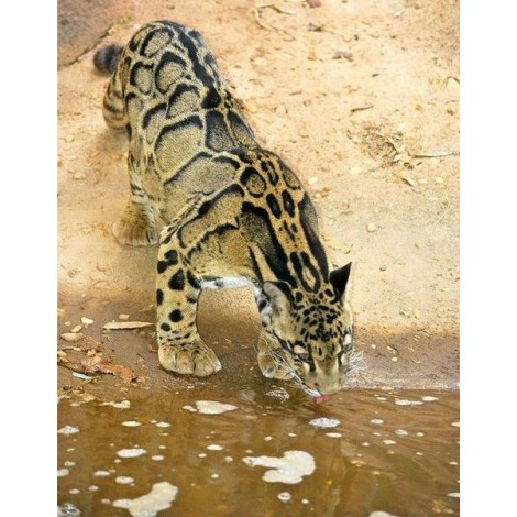 Big Cat Drinking Water