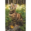 Blue eye Bengal Cat