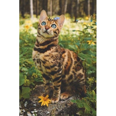 Blue eye Bengal Cat