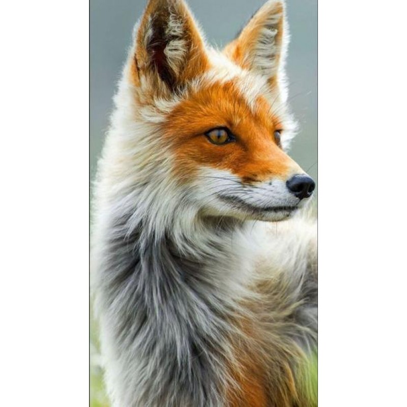 Beautiful Red Fox