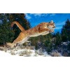Jumping Lion-Painting with Diamond