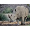 Mighty Rhino Diamond Painting Kit