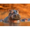 Hippo in Water DIY Painting